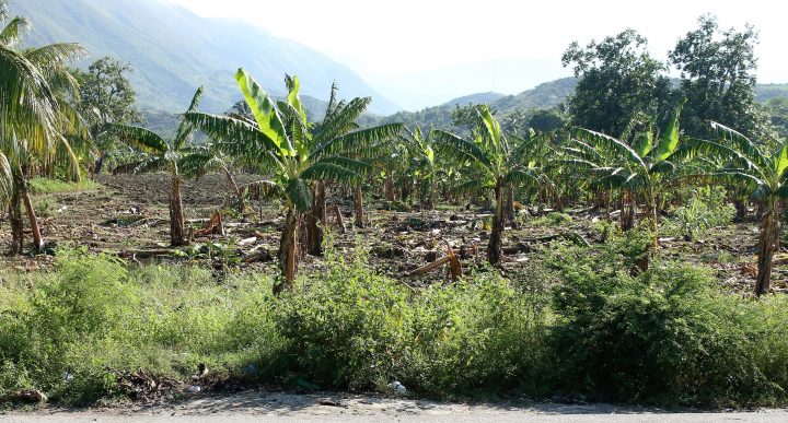 One of the many banana orchards damaged by Hurricane Matthew.